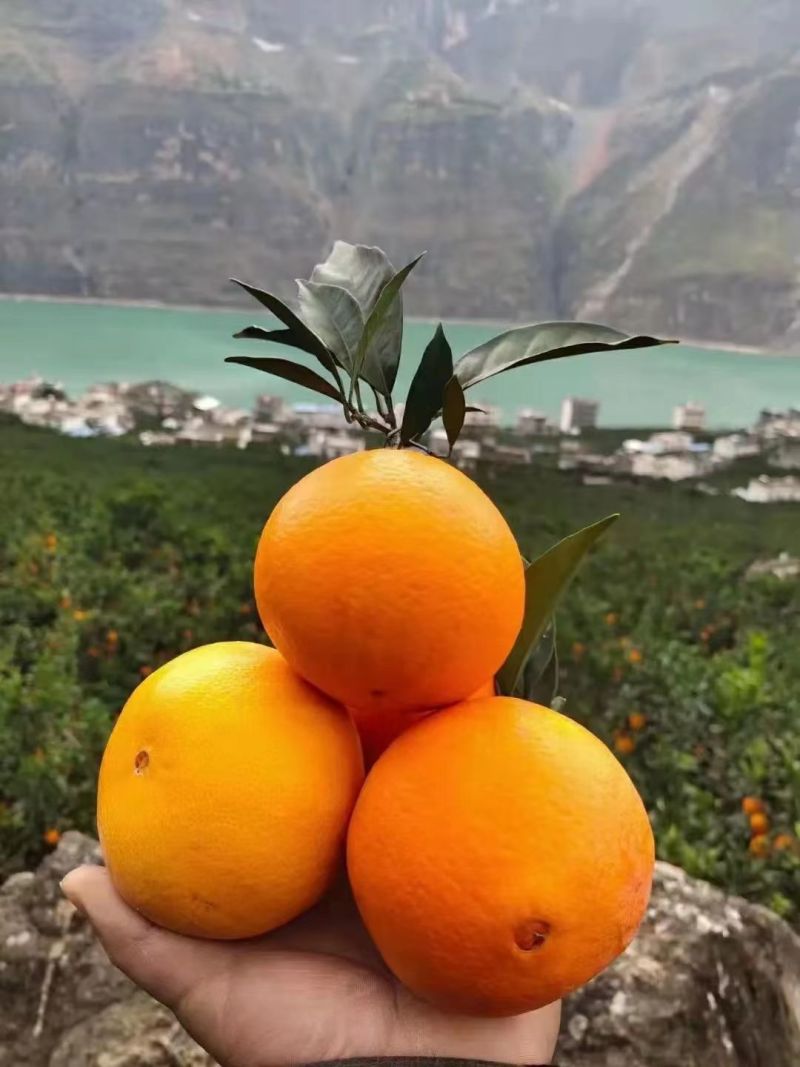 雷波脐现摘现发，基地直供，全国发货汁甜味美