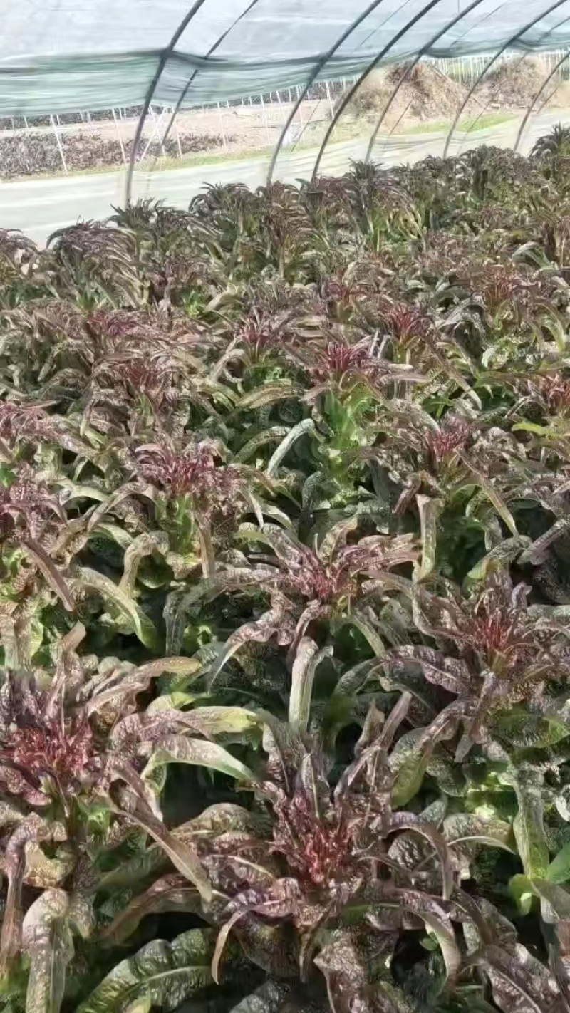 精品红叶莴苣，产地直发，大量上市，货源充足，欢迎致电合作