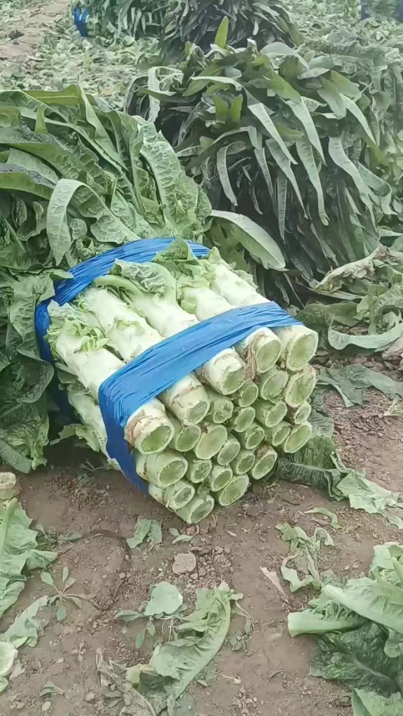 精品红叶莴苣，产地直发，大量上市，货源充足，欢迎致电合作
