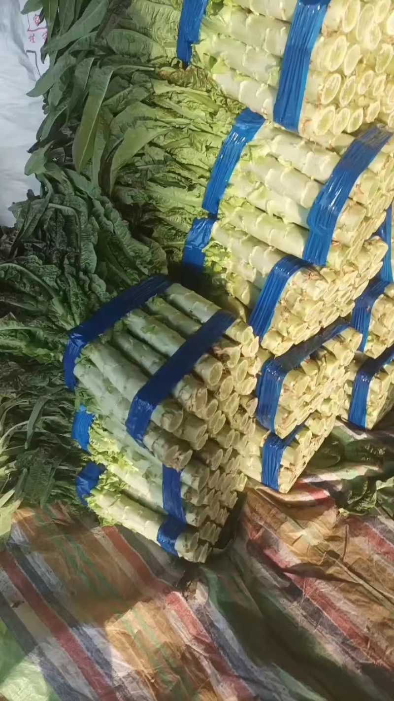 精品红叶莴苣，产地直发，大量上市，货源充足，欢迎致电合作