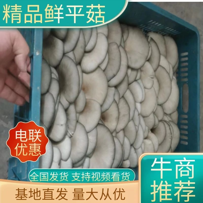 山西精品鲜平菇，基地直发品质保证量大从优欢迎联