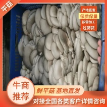 山西精品鲜平菇基地直发品质保证量大从优欢迎