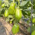 绿杂209茄子绿茄子早熟膨大快果大皮色油绿产量高