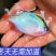 广东鳑鲏鱼好养耐活渔场直发品质保证量大优惠多规格