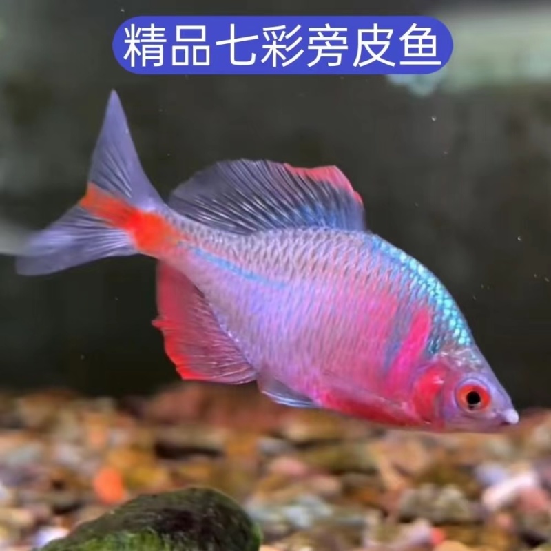 广东鳑鲏鱼好养耐活渔场直发品质保证量大优惠多规格