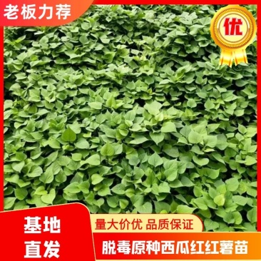 脱毒红薯苗地瓜苗山芋苗蜜薯红薯苗，西瓜蜜龙薯9