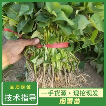 脱毒原种红薯苗地瓜苗山芋苗蜜薯苗，西瓜蜜榴莲蜜薯