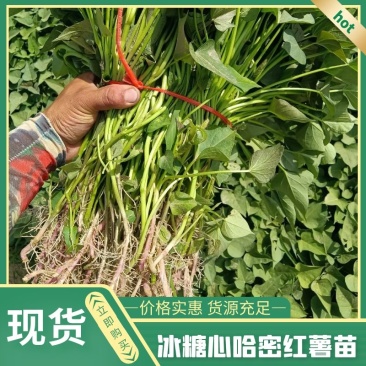 榴莲蜜薯红薯苗蜜薯红薯苗,西瓜红蜜苗哈密板栗薯紫薯