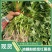 榴莲蜜薯红薯苗蜜薯红薯苗,西瓜红蜜苗哈密板栗薯紫薯