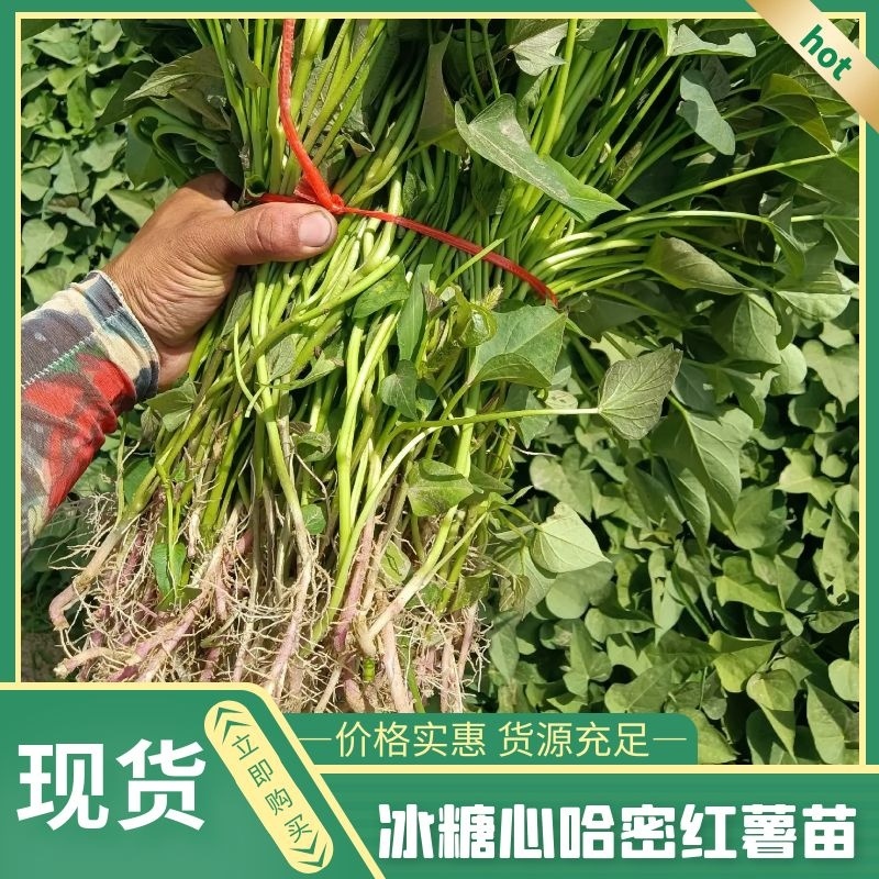 榴莲蜜薯红薯苗蜜薯红薯苗，西瓜红蜜苗哈密板栗薯紫薯