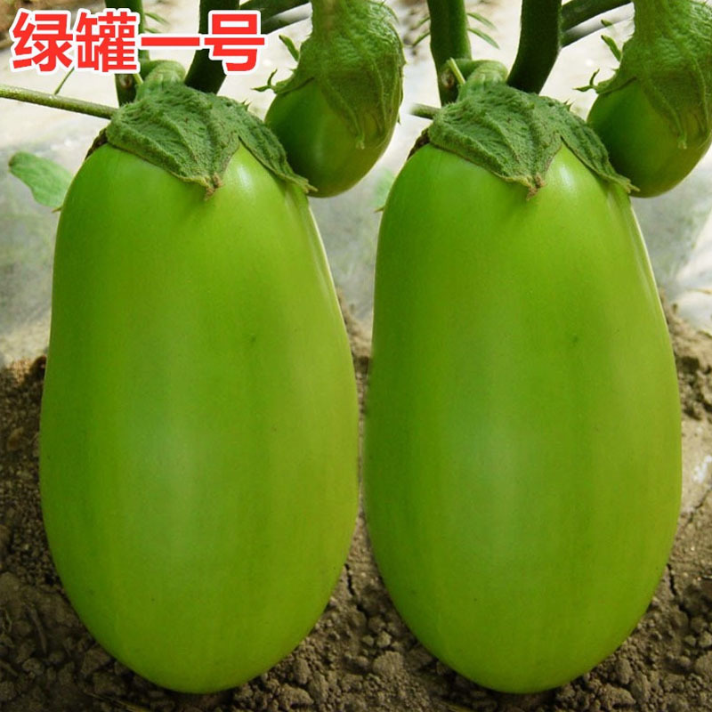 秦都101早熟膨胀快抗病好青皮茄子白肉基地
