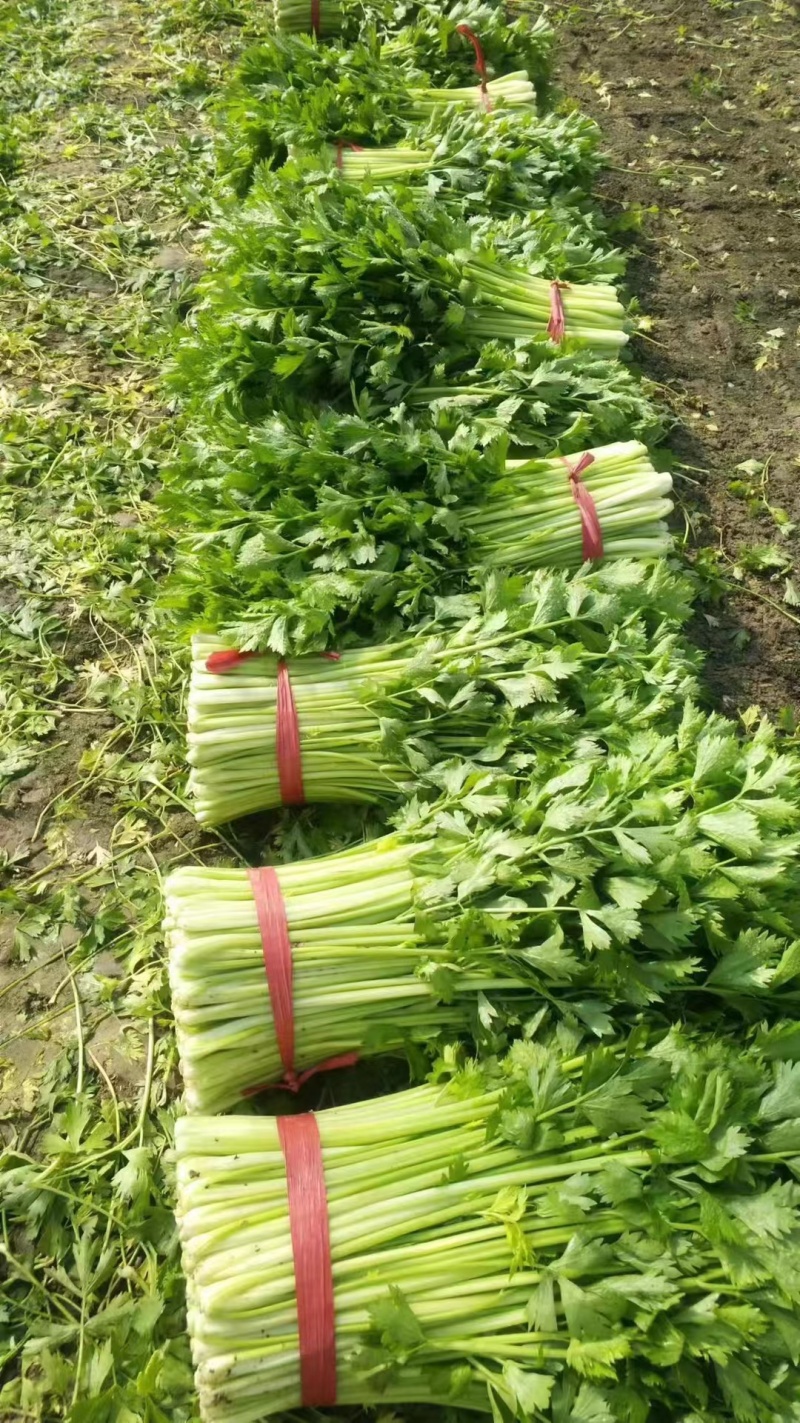 精选芹菜大量上市产地直发保质保量对接各大电商批发商