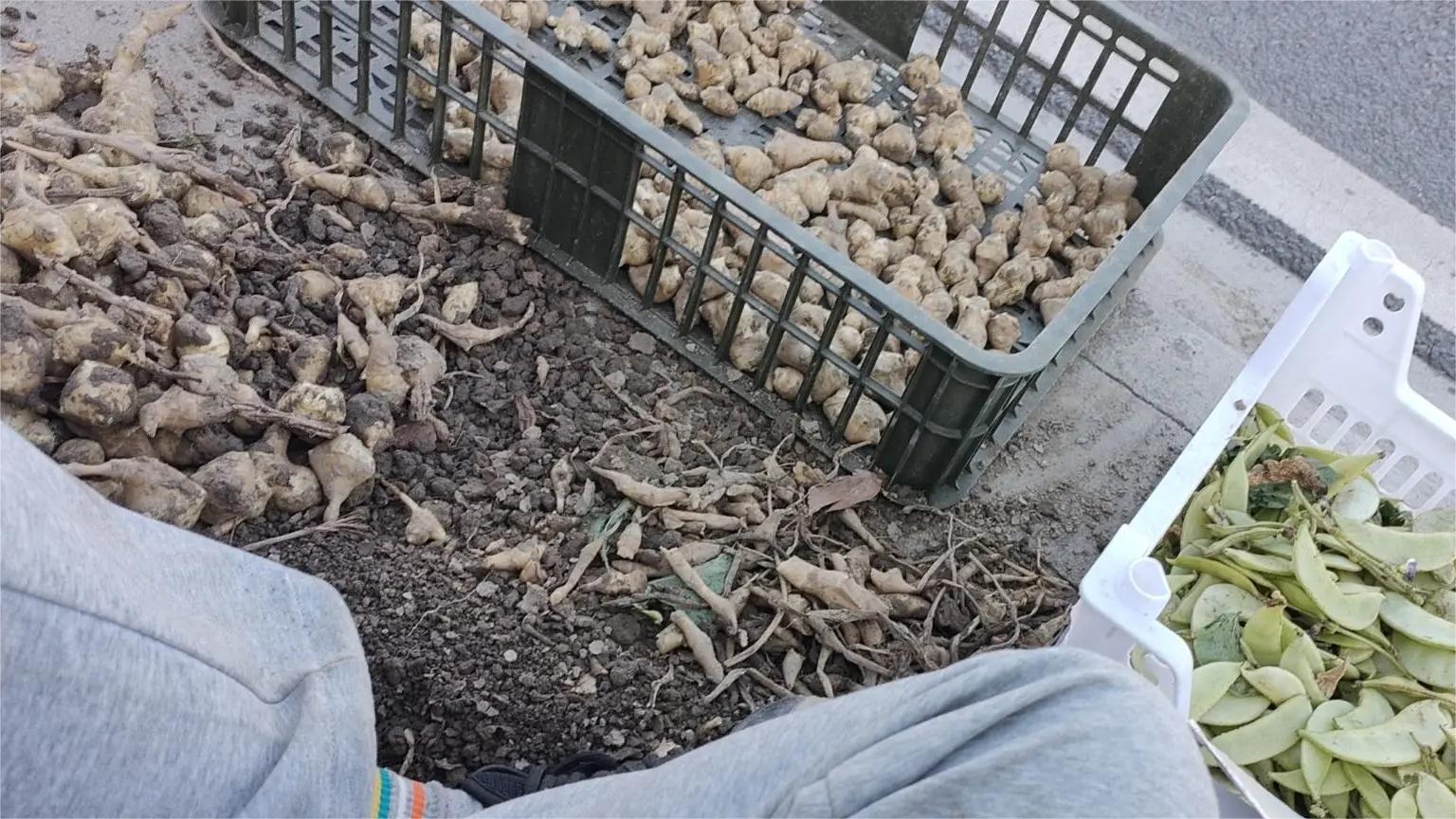 图片说明:姜的不同储存方法,包括冷藏、沙藏和晒干保存 姜的储存方式图