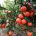 广西东方红蜜桔，产地直发，量大从优，可视频看货，欢迎来电