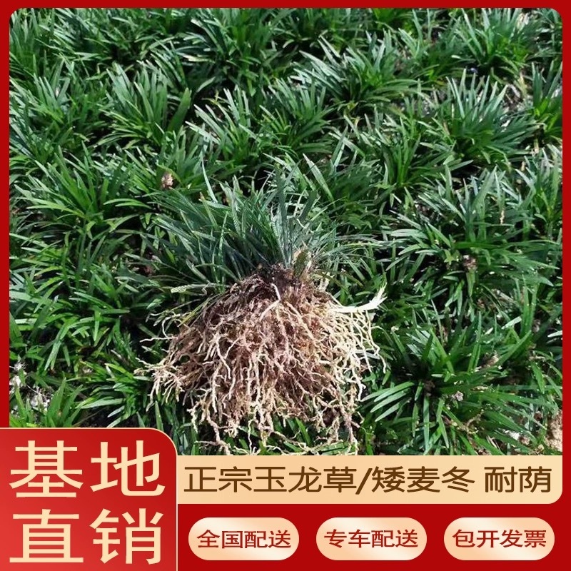 矮麦冬草庭院玉龙草细叶麦冬中叶麦冬耐寒耐热四季青常青庭院