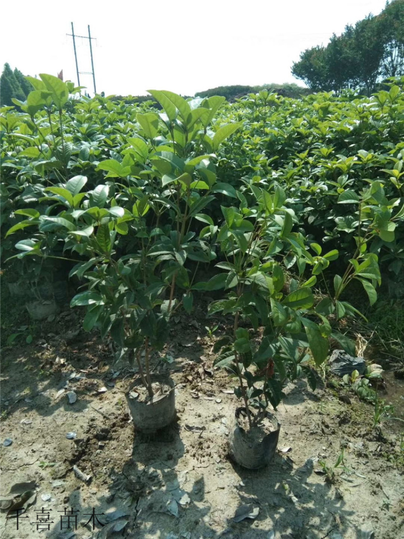 广西容县四季桂花产地直发一手货源欢迎老板进店选购