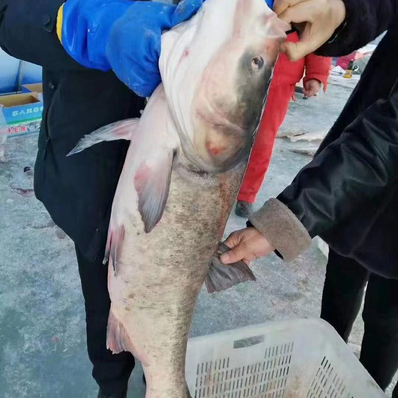 黑龙江花鲢鱼优质水产口感肥美物美价廉欢迎来电