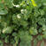 安瑟米进口速生香菜种子高产耐热耐抽苔农家大叶香菜蔬菜籽