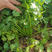 安瑟米进口速生香菜种子高产耐热耐抽苔农家大叶香菜蔬菜籽