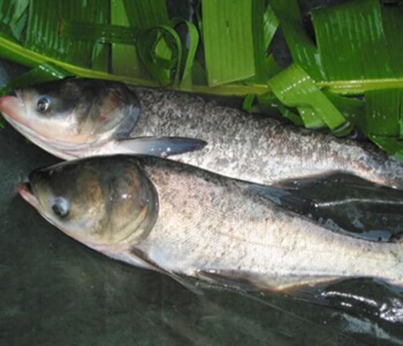 黑龙江白鲢鱼优质水产口感肥美物美价廉欢迎采购