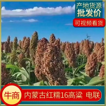 高粱红糯16号脱壳高粱，颗粒饱满，价格优惠现货2000吨