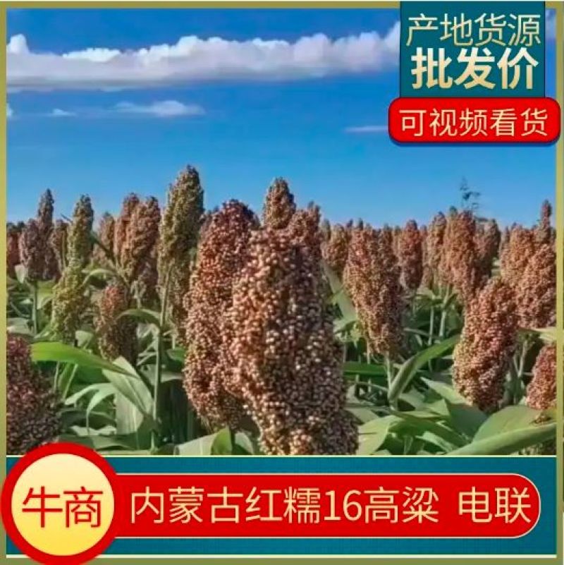 高粱红糯16号脱壳高粱，颗粒饱满，价格优惠现货2000吨