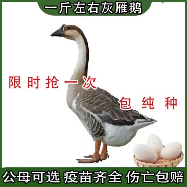 湖北灰鹅苗产地直发优质鹅苗，可视频看货，欢迎咨询