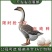 湖北灰鹅苗产地直发优质鹅苗，可视频看货，欢迎咨询