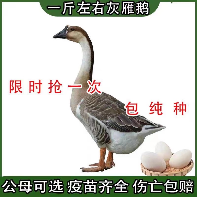 湖北灰鹅苗产地直发优质鹅苗，可视频看货，欢迎咨询