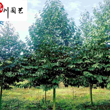 乐昌含笑苗木基地直供四川精品优质乐昌含笑批发价低物优
