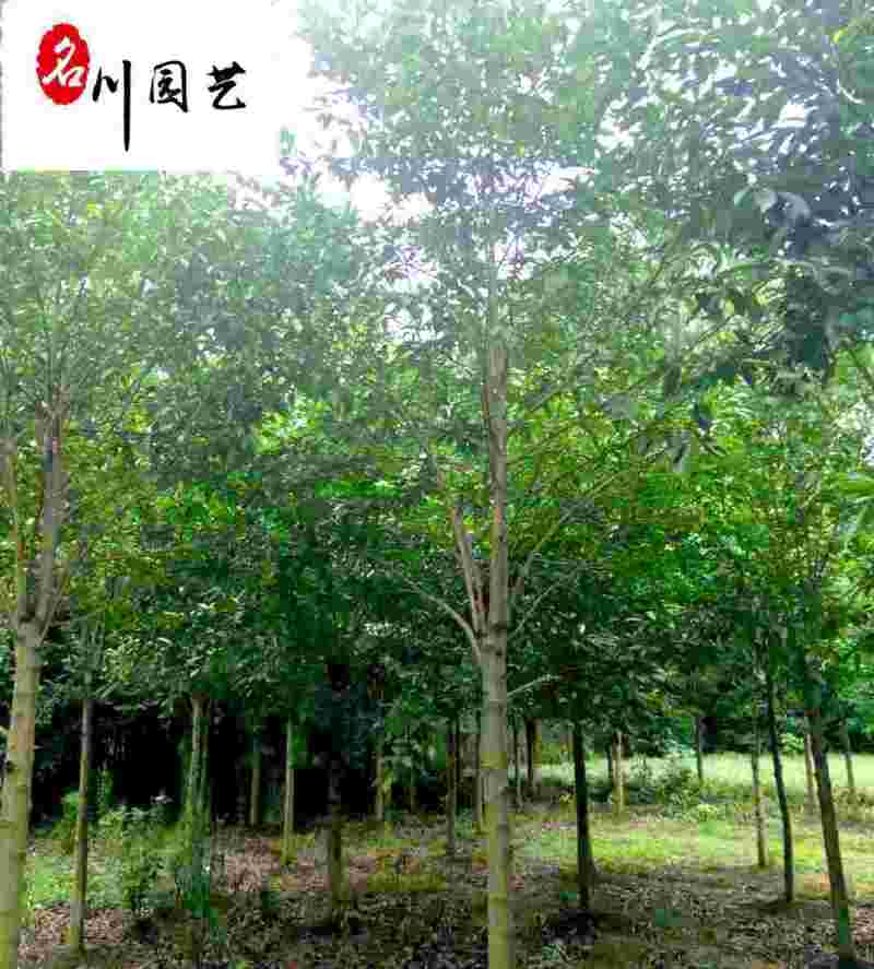 乐昌含笑苗木基地直供四川精品优质乐昌含笑批发价低物优