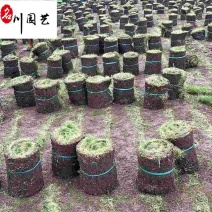 台湾二号苗木基地直销供应精品优质草坪成都草坪批发