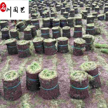 台湾二号苗木基地直销供应精品优质草坪成都草坪批发