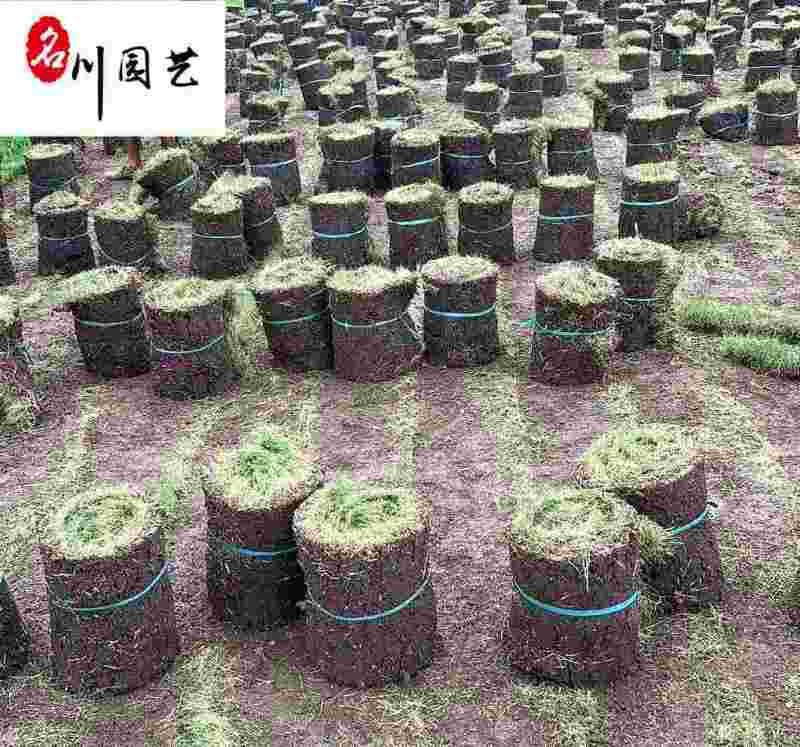 台湾二号苗木基地直销供应精品优质草坪成都草坪批发