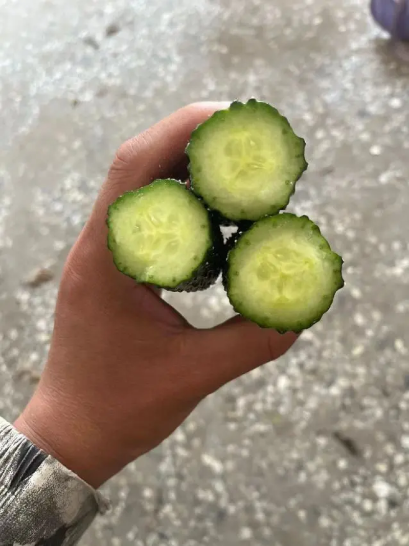 【实力推荐】黄瓜密刺黄瓜广东湛江大量上市价格实惠视频拿货