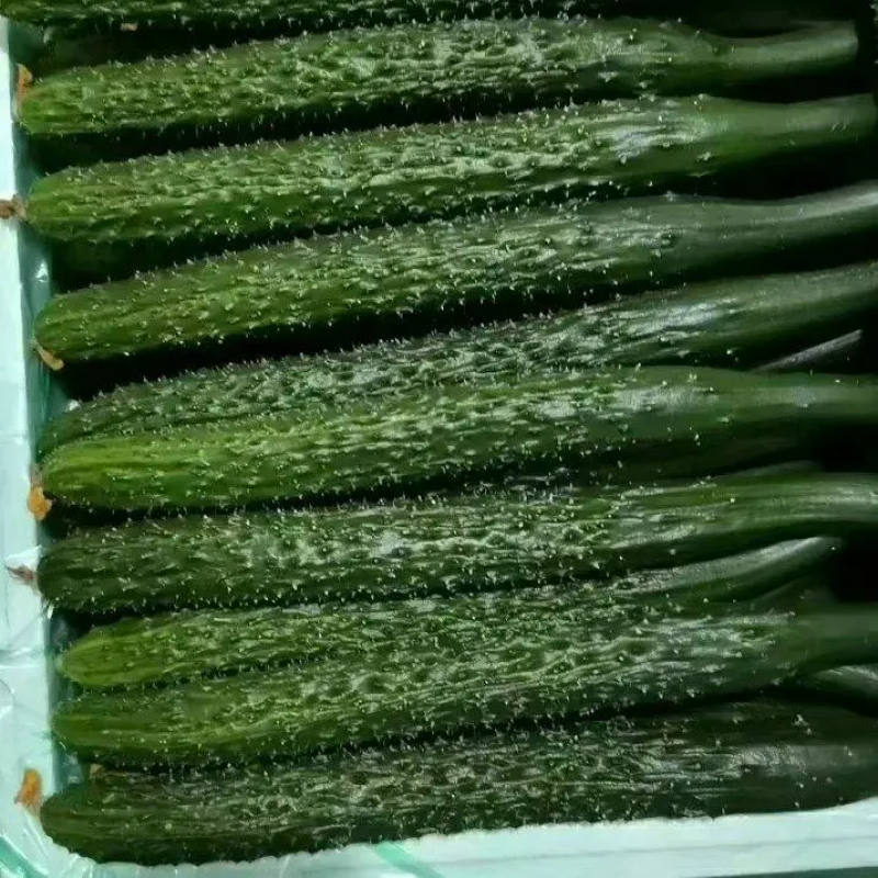 【实力推荐】黄瓜密刺黄瓜广东湛江大量上市价格实惠视频拿货