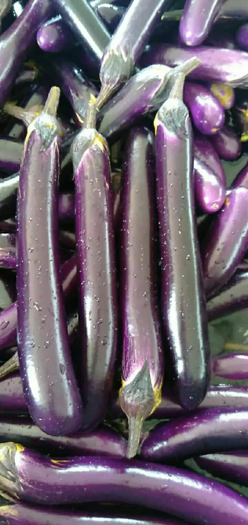 【紫茄】广东湛江紫色长茄质量保证颜色鲜艳无虫眼斑点欢迎电联