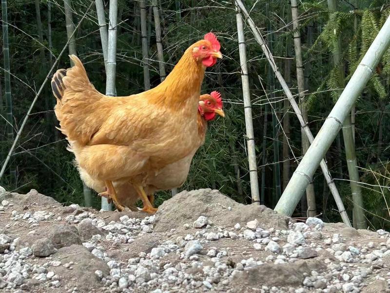 仙居土鸡整鸡公母鸡均有农户养殖欢迎电联