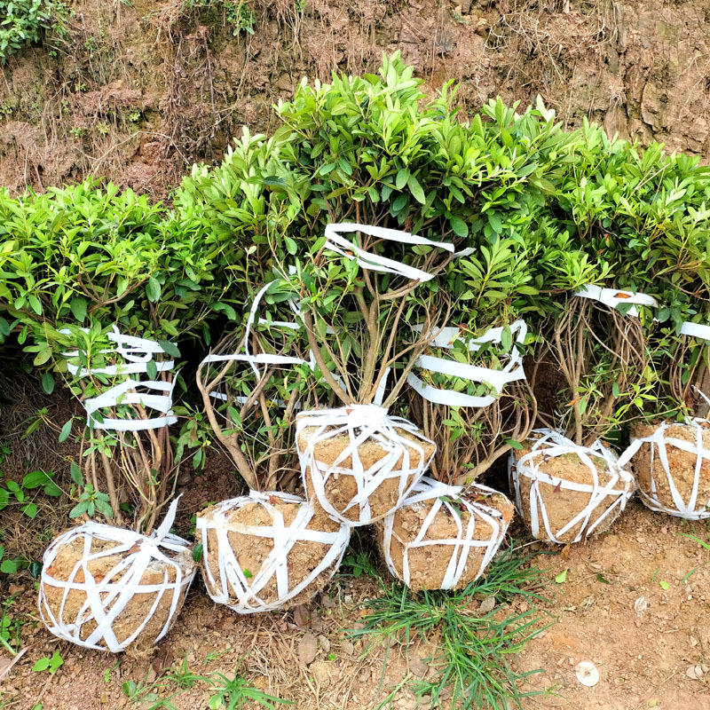 杜鹃球庭院别墅花卉风景树花境植物绿化树苗木