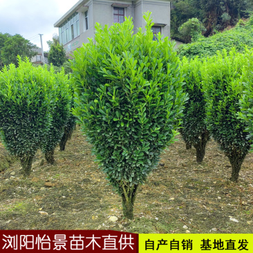 瓜子黄杨球小苗庭院花卉风景树花境植物绿化树苗木