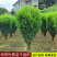 瓜子黄杨球小苗庭院花卉风景树花境植物绿化树苗木