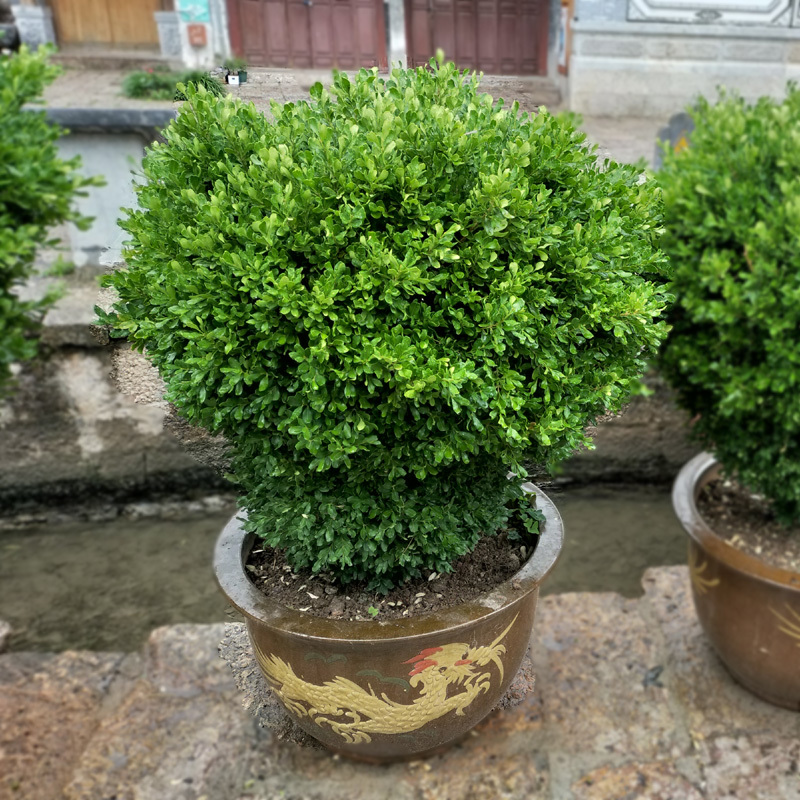 瓜子黄杨球小苗庭院花卉风景树花境植物绿化树苗木