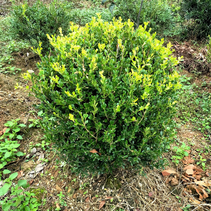 瓜子黄杨球小苗庭院花卉风景树花境植物绿化树苗木