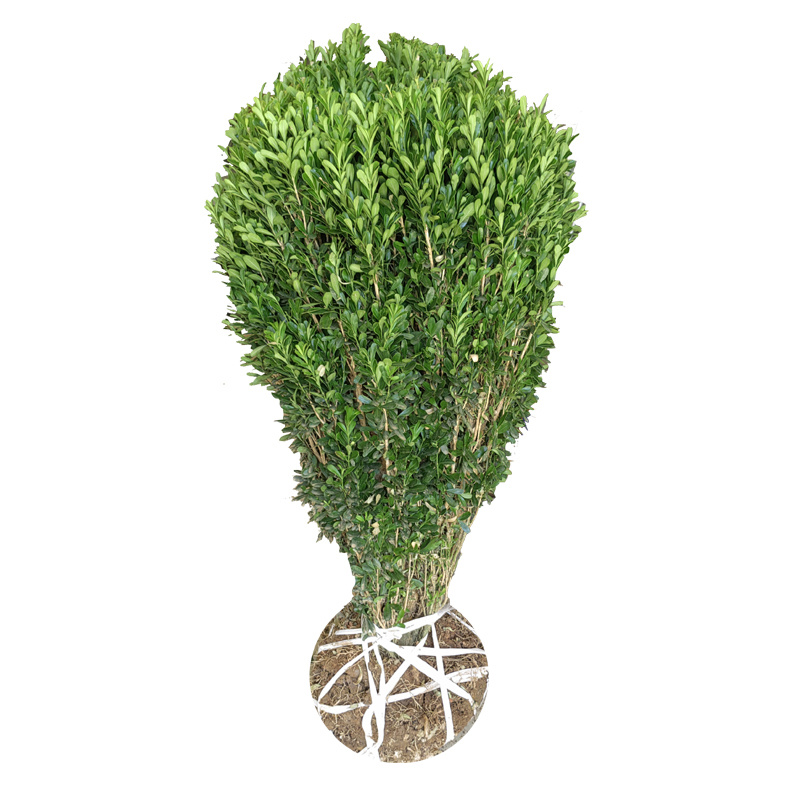 瓜子黄杨球小苗庭院花卉风景树花境植物绿化树苗木