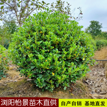 海桐球庭院花卉风景树花境植物绿化树苗木