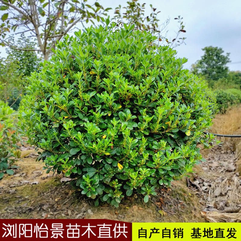 海桐球庭院花卉风景树花境植物绿化树苗木