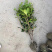 海桐球庭院花卉风景树花境植物绿化树苗木