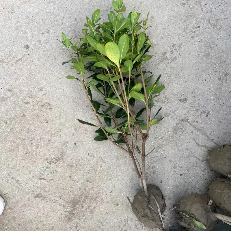 海桐球庭院花卉风景树花境植物绿化树苗木