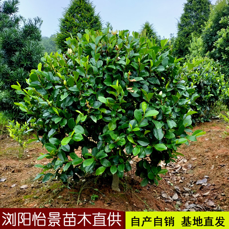 醉香含笑球含笑苗庭院绿化树观花植物