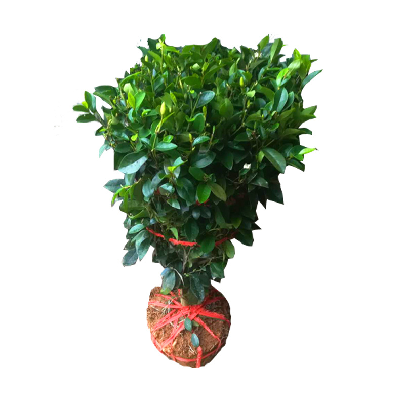 醉香含笑球含笑苗庭院绿化树观花植物